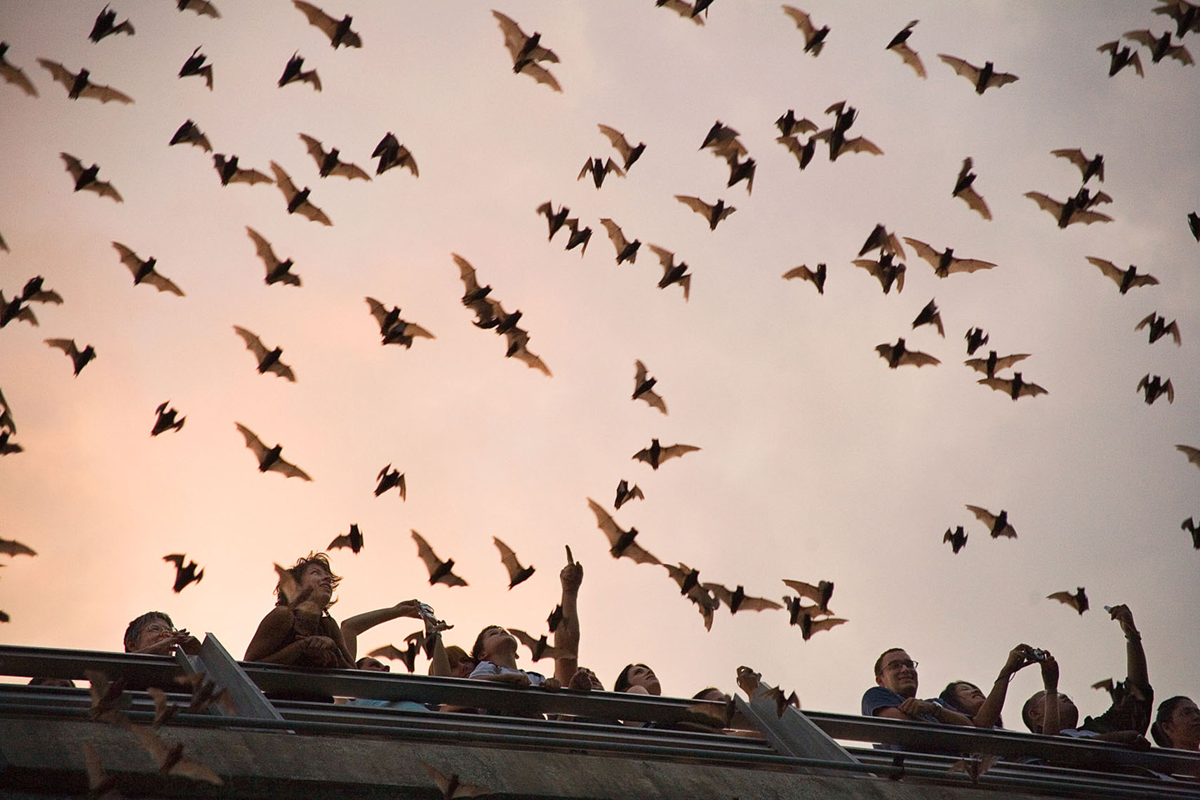 1004Mexican freetail Bats, Ann Richards Bridge, Austin Bats, for National Geographic Traveler
