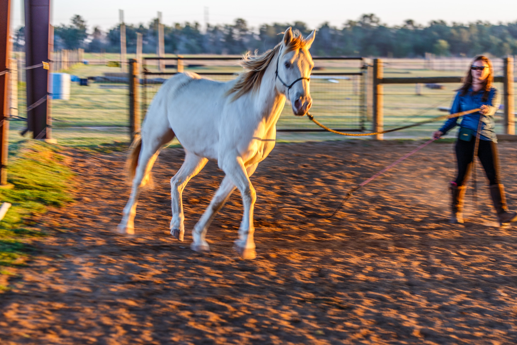 1032champagne colored horse, Five Horses Stables, Waller, Texas 