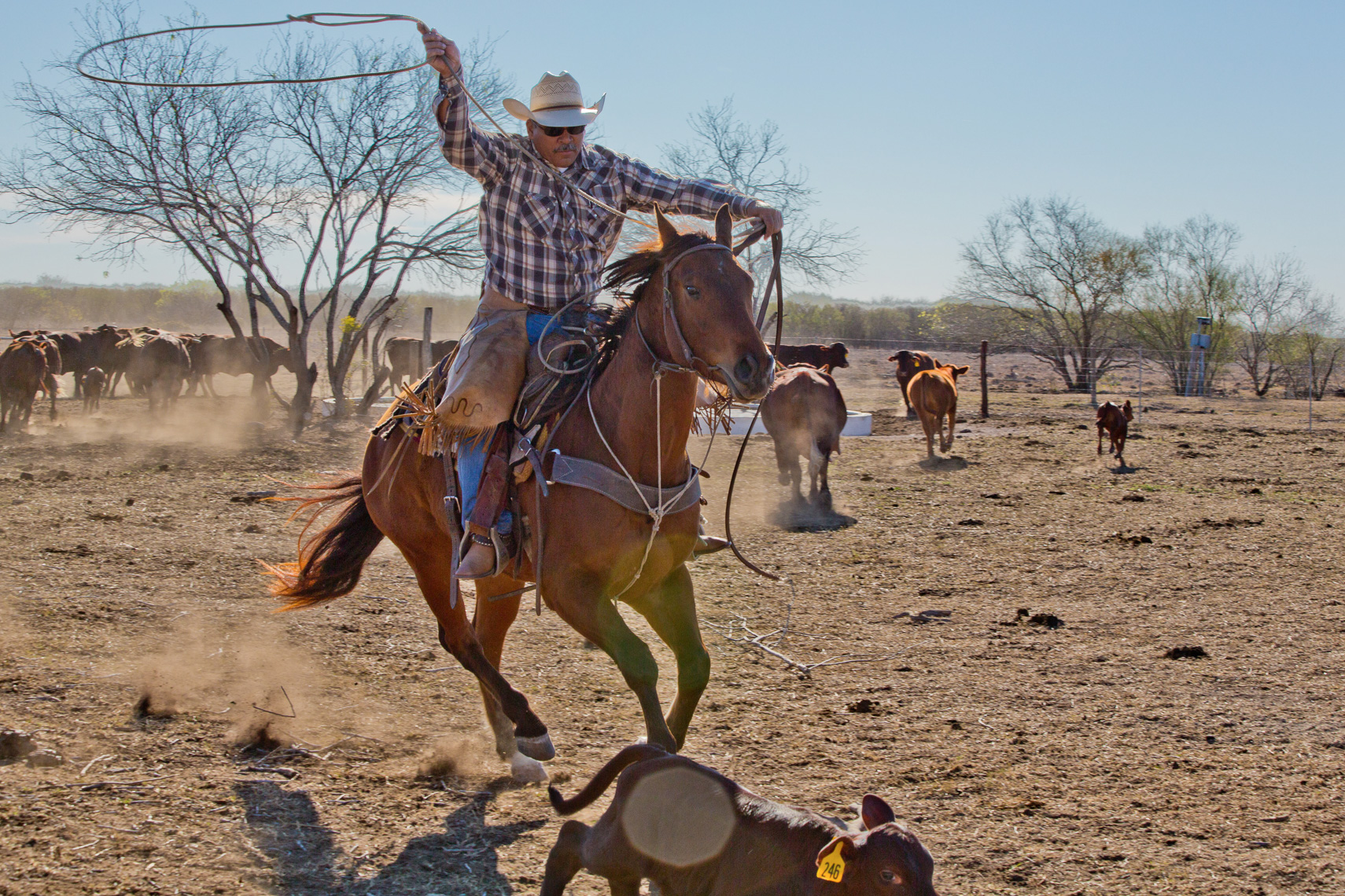 1033Kineño Cowboy, King Ranch
