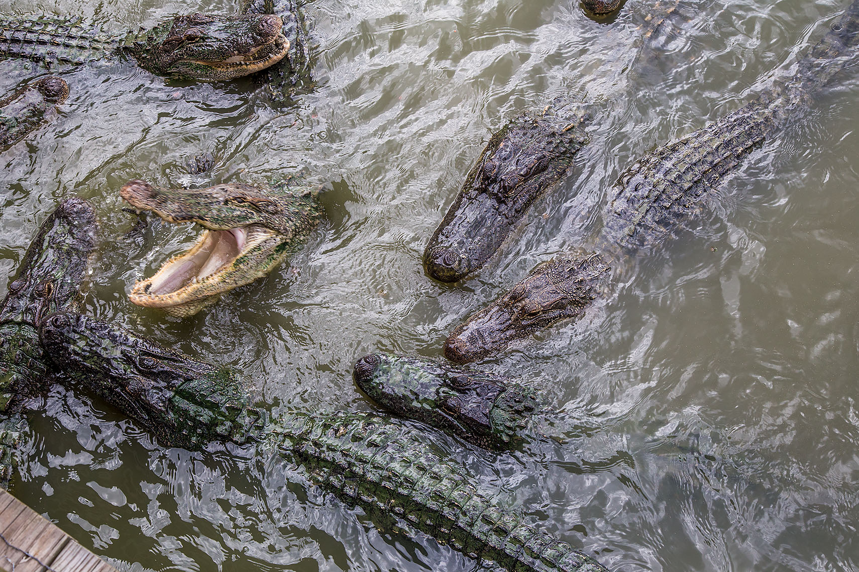 1036American Alligators, Alligator mississippiensis, Gator Country ,Beaumont, Texas 