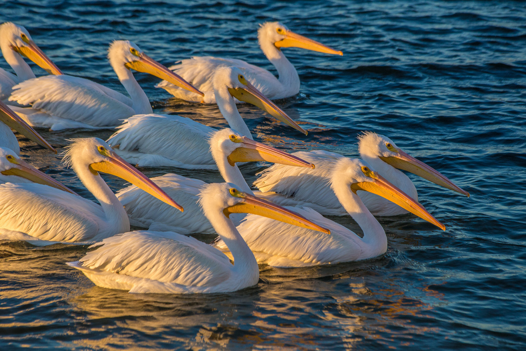 1037American white pelican, Pelecanus erythrorhynchos, Padere Island National Seashore, Laguna Madre
