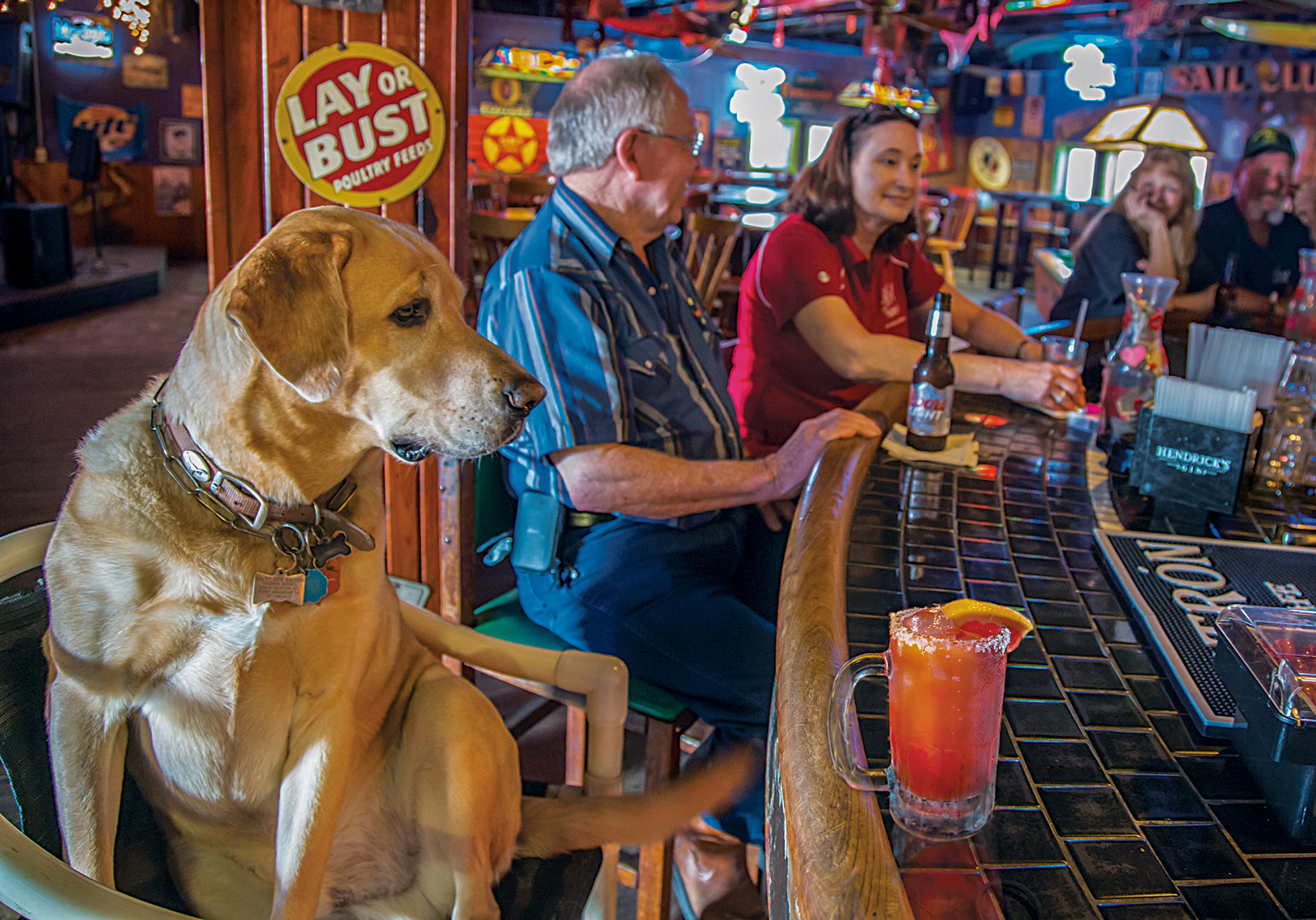 1040Salty the dog, golden labrador, The Salty Dog Bar, Port Aransas, Texas