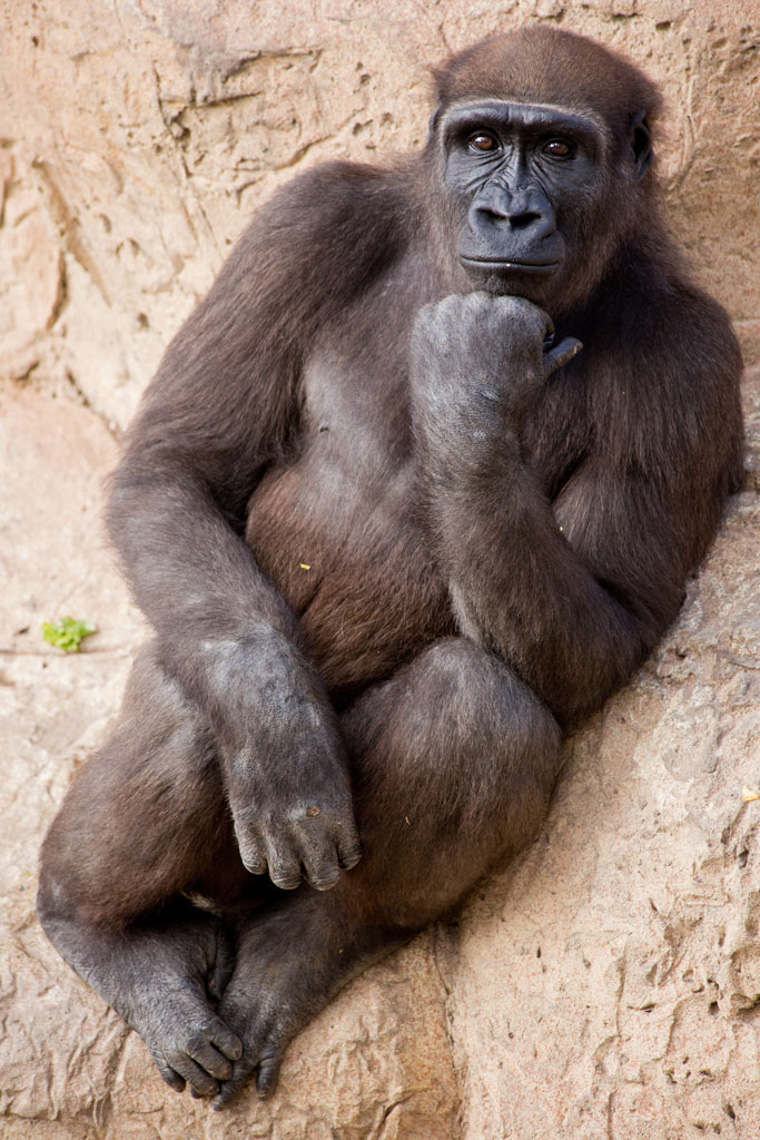 1044Young Western lowland gorilla, Porter Zoo, Brownsville, Texas