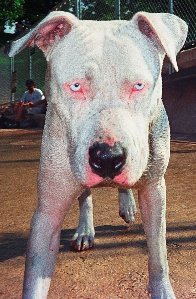 1162Wet dog , Pit Bull, intimidating