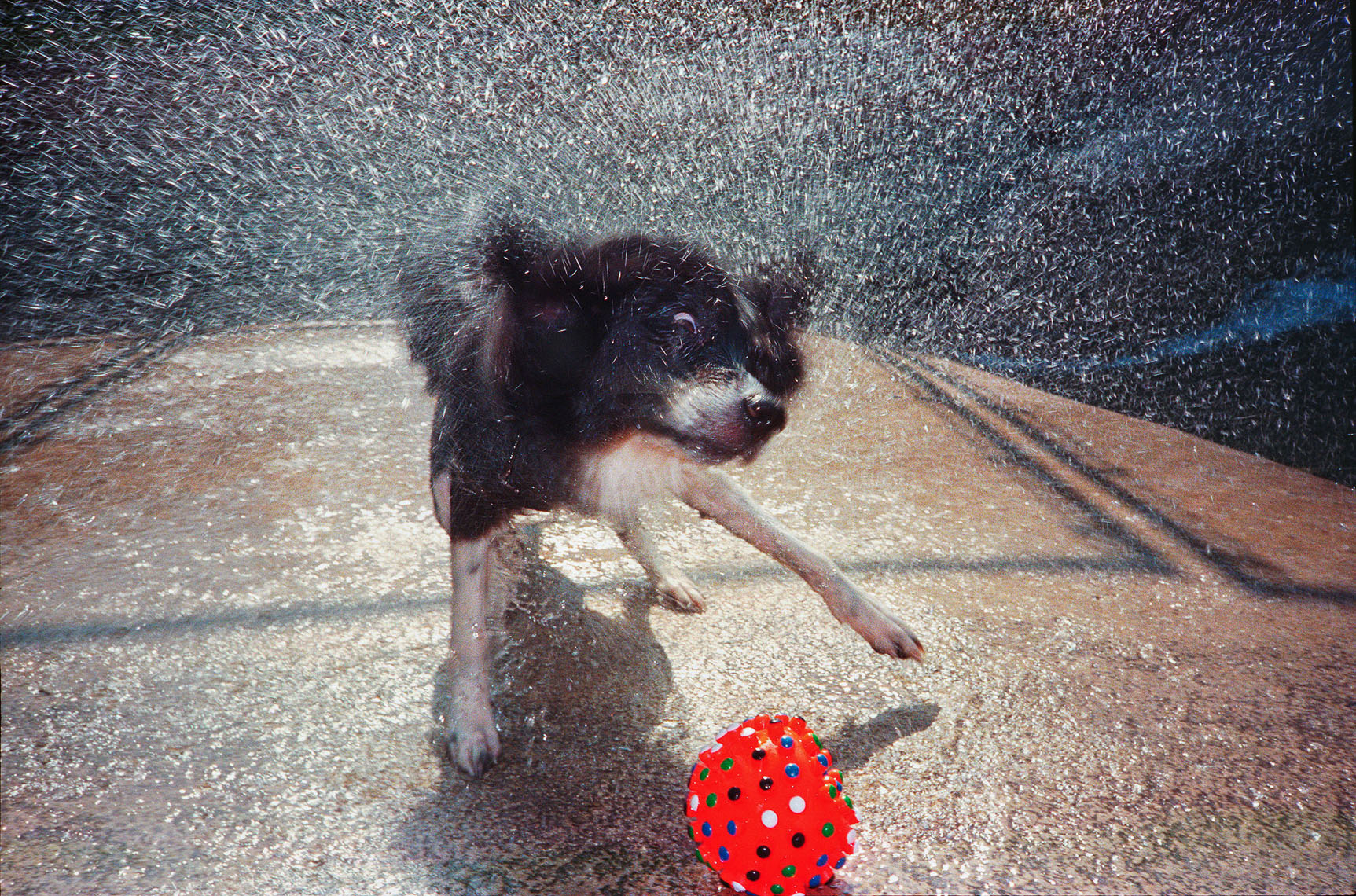 1163Wet dog shaking off, red ball