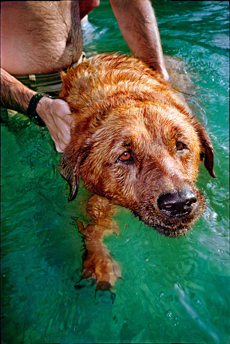 1164Water dog, brown coat, green water