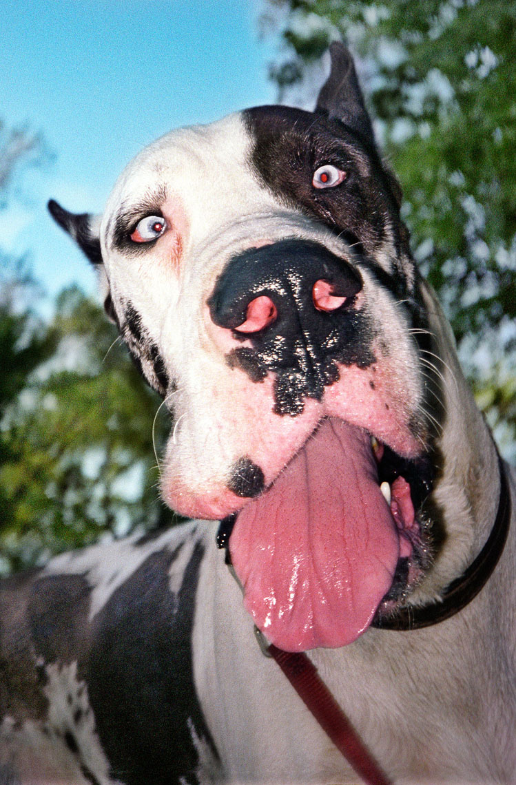 1165Great Dane, pink tounge, dog saliva